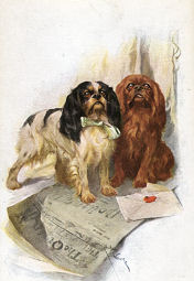 tri ruby old style cavaliers