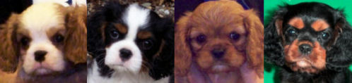 puppies 4 colors