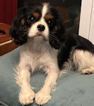 Kenjockety kennel pic 2025