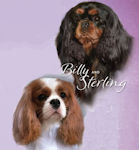 Kenjockety kennel ad pic 2026