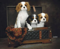 Orchard Hill kennel ad pic 2023