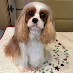 Orchard Hill adult ad pic mar 2026