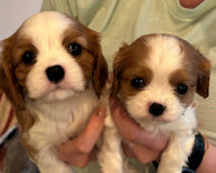 Orchard Hill pup ad pic jul 2025